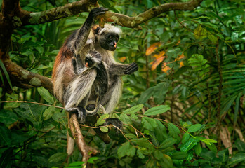 Zanzibar Red Colobus - Piliocolobus kirkii monkey endemic to Unguja, main island of Zanzibar Archipelago, off the coast of Tanzania, also known as Kirks red colobus, young child in the bush