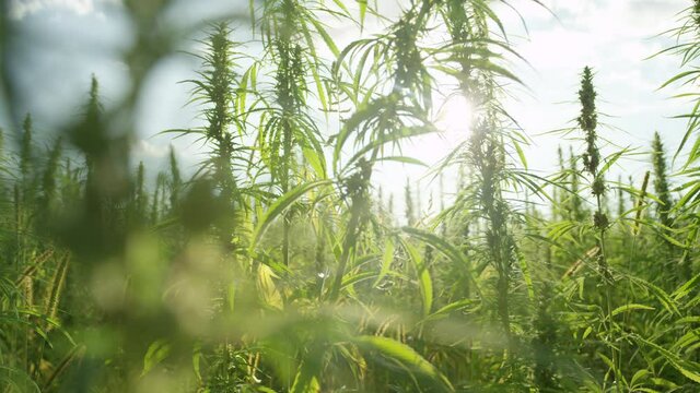 SLOW MOTION, CLOSE UP, LENS FLARE, DOF: Scenic shot of golden spring sunbeams illuminating swaying plantation of budding illegal cannabis plants ready for harvest. Warm wind sweeps across hemp farm.