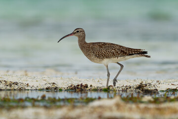 Whimbrel - Numenius phaeopus wading bird with long beak standing and feeding on the low tide on the sandy beach with waves in the background. Blue ocean and the african coastline
