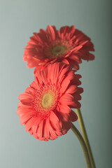 Fresh gerbera flower in soft pastel tones. Background and texture.