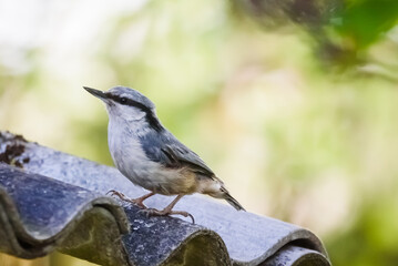 Selective focus photo. Ginger white cat on grass.