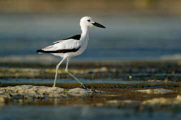 Crab-plover or Crab Plover - Dromas ardeola black and white bird related to the waders, own family Dromadidae, blue ocean with green seaweed and sandy beach, thick beak, calling