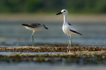 Crab-plover or Crab Plover - Dromas ardeola black and white bird related to the waders, own family Dromadidae, blue ocean with green seaweed and sandy beach, thick beak, calling