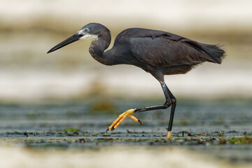 Dimorphic Egret - Egretta dimorpha heron found in Comoros, Kenya, Madagascar, Seychelles, Tanzania,...
