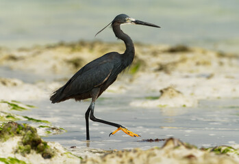 Dimorphic Egret - Egretta dimorpha heron found in Comoros, Kenya, Madagascar, Seychelles, Tanzania, subspecies of western reef egret or the little egret, white or grey black bird with yellow feet