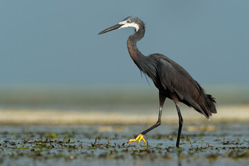 Dimorphic Egret - Egretta dimorpha heron found in Comoros, Kenya, Madagascar, Seychelles, Tanzania, subspecies of western reef egret or the little egret, white or grey black bird with yellow feet