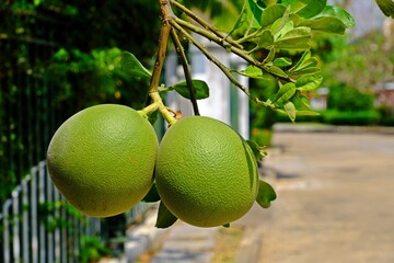 Organic pomelo fruits (Citrus maxima) beside the fence.