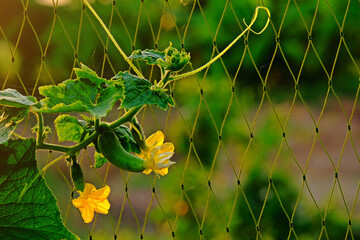 Organic cucumber plant with yellow flowers, young cucumber, green leaves and creeping vines on the...