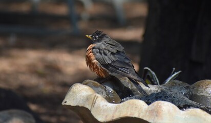 Fluffed up Robin on a Birdbath