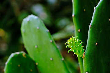 Young shoot of Cactus in the garden.