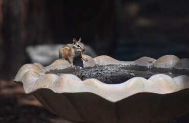 Chipmunk at a birdbath