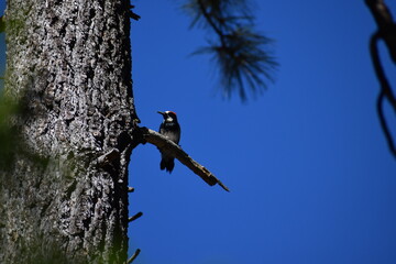 Acorn Woodpecker on a branch