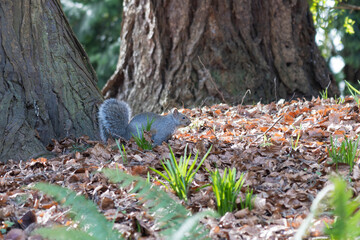 Naklejka na ściany i meble Cute grey squirrel in the park.