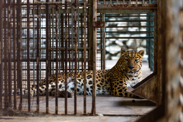 Persian Leopard in a cage. The animal is in captivity. Caucasian leopard at the zoo. Panther lying...