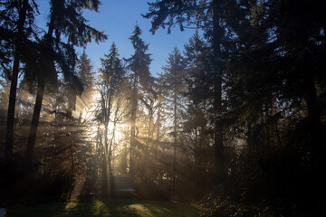 Naklejka premium sunrise in the forest