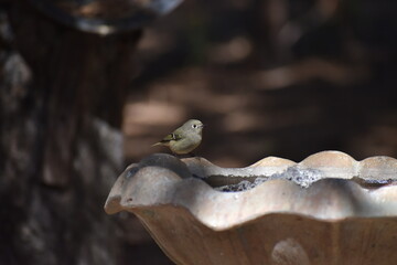 Ruby Crowned Kinglet bird on birdbath