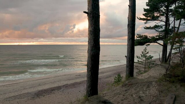 Baltic seashore near Klaipeda in Lithuania , at the place named Dutchman cap. Coniferous  pine tree forest growing on a sandy hillside at sunset.