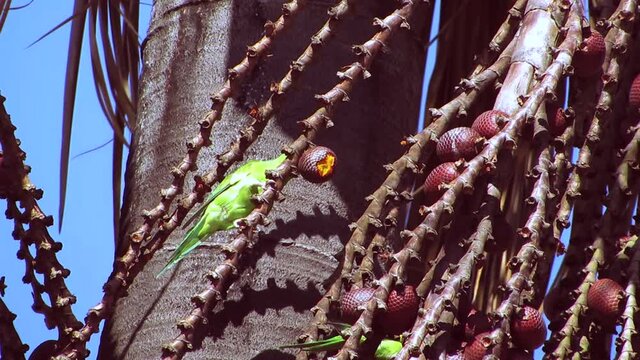 Plain parakeet (Brotogeris tirica) perched on a buriti palm tree (Mauritia flexuosa). Green and Yellow Brazilian birds. 