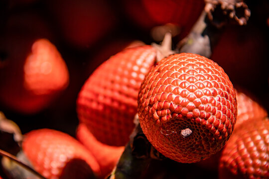 Red fruit of Aguaje in field