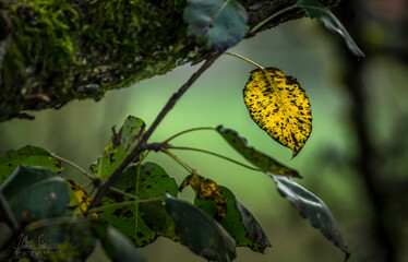 Marmoriertes Laubblatt im Herbst
