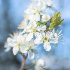 Birnbaumbl&uuml;te in voller Pracht