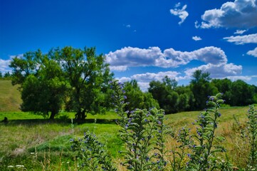 Fototapeta na wymiar Summer rural landscape, meadow with wildflowers, landscape with sky