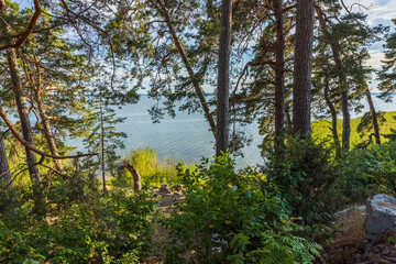 Obraz premium Beautiful landscape view of Baltic sea through pine trees. Sea shore with green trees and plants reflecting in mirror water surface. Sweden. 