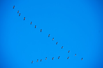 Birds flying in V formation in Doeberitzer heide Brandenburg Germany