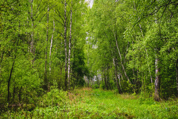 Fototapeta premium Pathway in scene spring forest nature background. Vivid april may day in green leaves spring forest, narrow road path way far. Spring forest in sunlight scenery road (footpath) of green grass, foliage