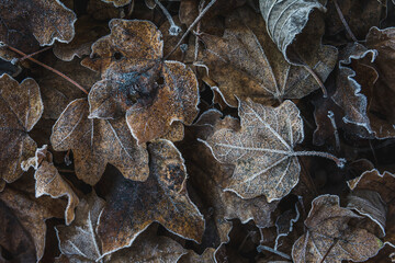 Close up shot of brown fallen leaves covered with frost