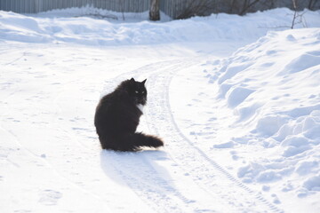 A black and white cat walking outside in the snow on a winter day