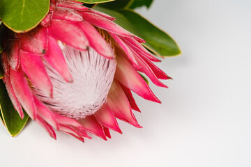 The flower of the protea lies on a gray background close-up.