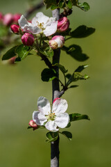 Selective focus photo. Blooming apple tree.