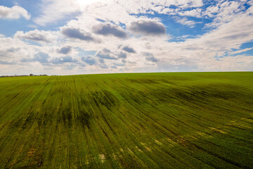 Aerial view of bright green agricultural field in early spring.