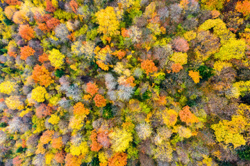 Fototapeta na wymiar Aerial view of dense green pine forest with canopies of spruce trees and colorful lush foliage in autumn mountains.