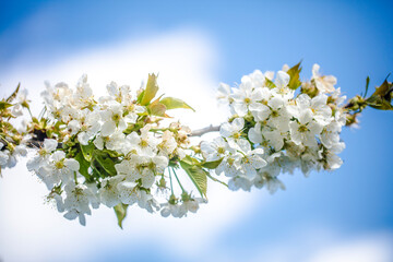 Fototapeta na wymiar White Cherry Blossom