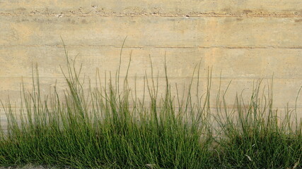 Obraz na płótnie Canvas green grass against cement wall background
