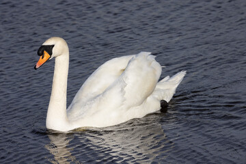 swan on the lake