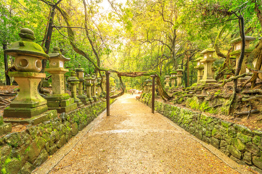Nara, Japan - April 26, 2017:Kasuga Taisha Shinen Manyo Botanical Garden. Row of japanese old stone lanterns with moss covered outside historic shrine.,symbol of popular Shinto Temple is 3000 lanterns