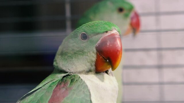 Parrot. Lovebird breed parrot. Close-up.
