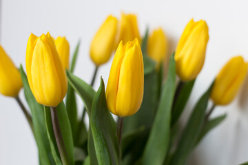Spring came. Yellow tulips. Tulips stand on a white background. Beautiful flowers