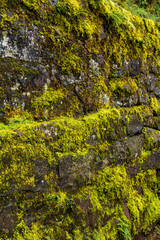 Multnomah Falls Pathway Mossy Stone Wall