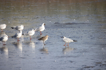 Black Tailed Godwit amongst gulls