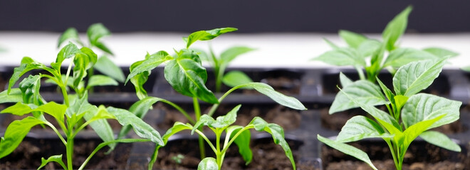Young seedlings of pepper. Banner of Seedlings. Gardening. Chilli Pepper seedlings. Young plant