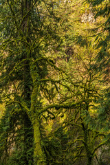 Multnomah Falls Moss Covered Tree