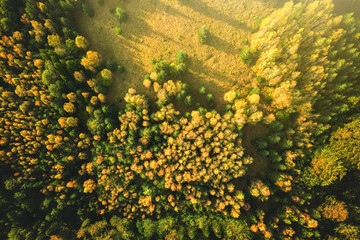 Top down aerial view of bright green spruce and yellow autumn trees in fall forest.