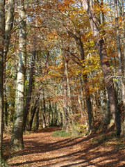 paysages d'automne en forêt