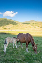 Naklejka na ściany i meble Wild foal in freedom suckling a mare in a meadow at the foot of some mountains, Beret, Pyrenees, Lleida Spain