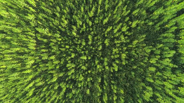 DRONE, TOP DOWN: Flying high above a field of lush green industrial cannabis swaying in the breeze sweeping across the idyllic Californian countryside. Aerial shot of countless budding hemp plants.