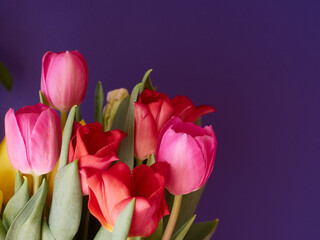 Close up view to the bouquet of pink and red tulips on vivid background.